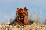 YORKSHIRE TERRIER 544